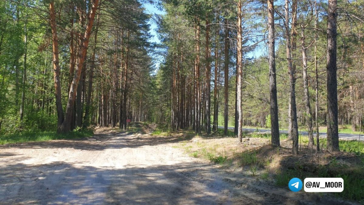 27 июня отменяется запрет на посещение лесов.